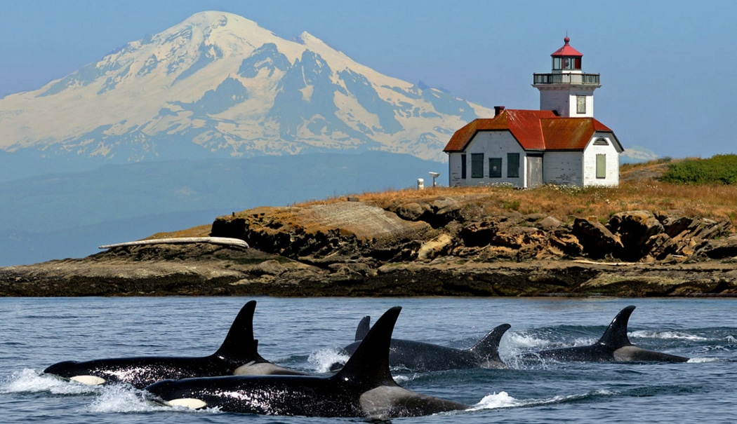 Whales and lighthouse