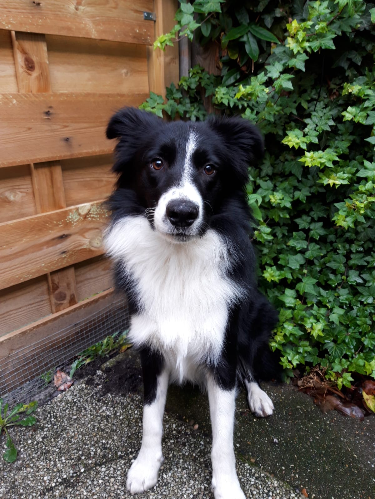 Meet Pickle